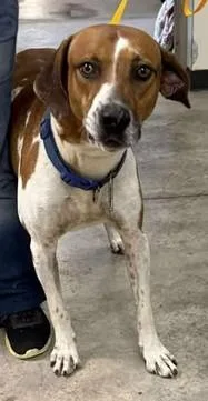 An adult large-sized male Hound dog named Buckshot for adoption in Lampasas, TX