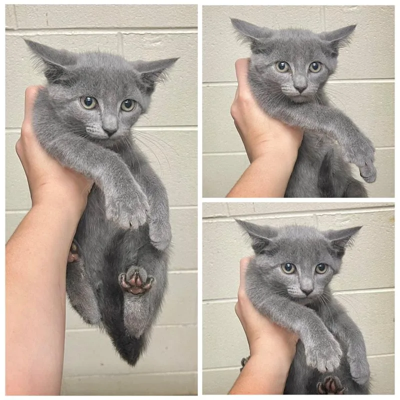 A young medium-sized male Domestic Short Hair cat named Vinnie for adoption in Dublin, VA