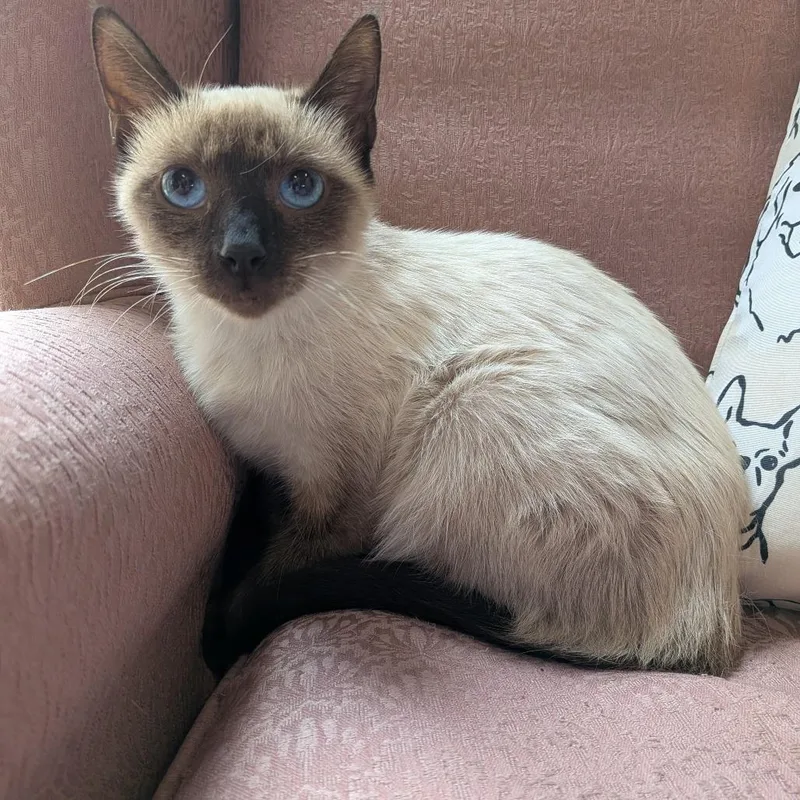A young medium-sized female Cream / Ivory Domestic Short Hair cat named Cinnamon for adoption in Fairfax, VA