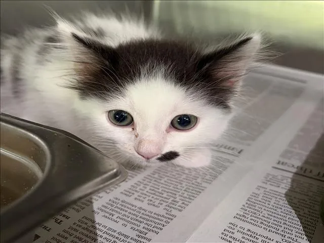 A baby small-sized female Domestic Short Hair cat named Tilly for adoption in Los Angeles, CA