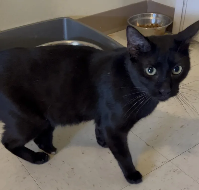 A young medium-sized male Black Domestic Short Hair cat named Three and a half for adoption in Moline, IL