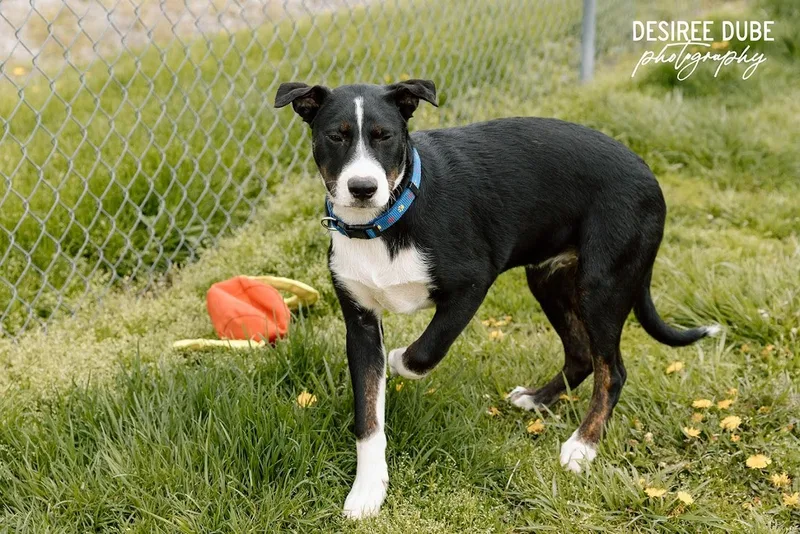 Joseph Puppy thumbnail 2