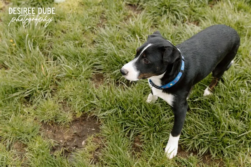 Joseph Puppy thumbnail 3