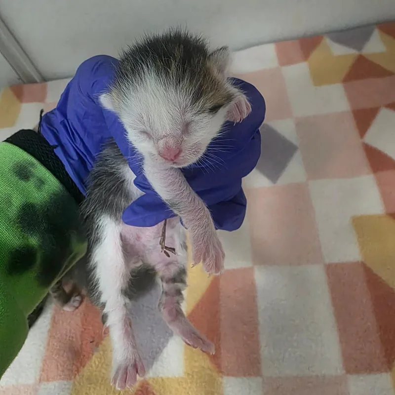 A baby small-sized male White Domestic Short Hair cat named Octo for adoption in Duncan, OK