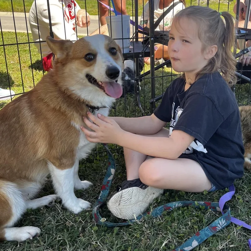 An adult medium-sized male Golden Cardigan Welsh Corgi dog named Ford for adoption in Pittsburg, KS