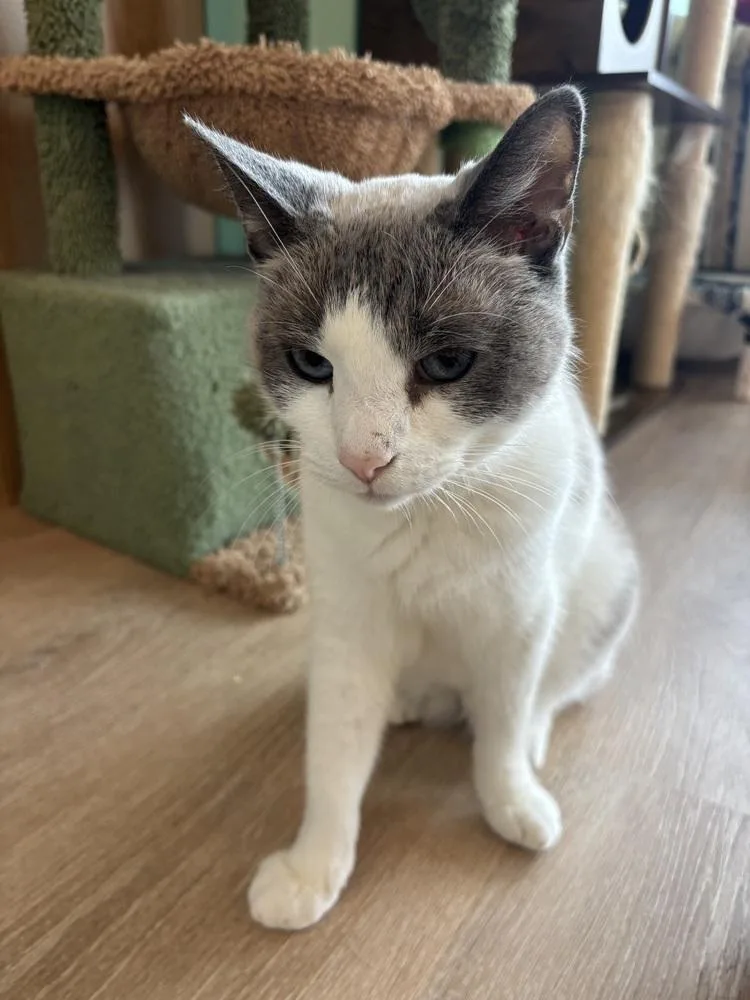 An adult large-sized male Domestic Short Hair cat named Benji for adoption in New Woodstock, NY