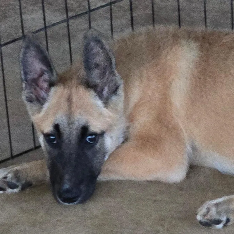 A baby small-sized female Yellow / Tan / Blond / Fawn Shepherd dog named Zuri for adoption in Floresville, TX