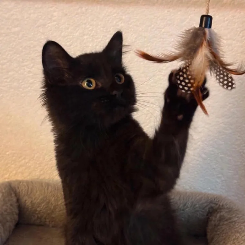 A baby medium-sized male Black Domestic Long Hair cat named Milo for adoption in Cathlamet, WA