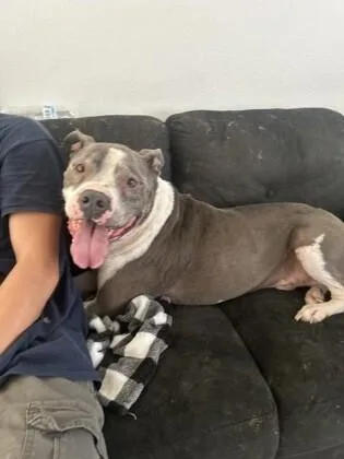 An adult medium-sized male White / Cream American Staffordshire Terrier dog named Hank for adoption in Houston, TX