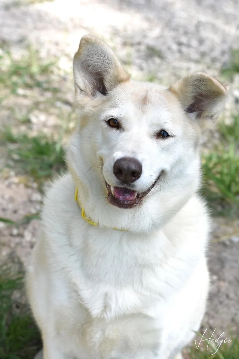 An adult medium-sized female White / Cream Mixed Breed dog named Hodgie for adoption in Houston, TX
