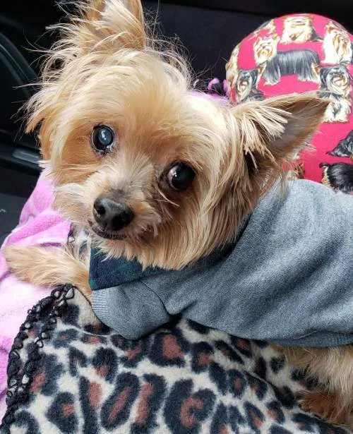 A senior small-sized male Bicolor Yorkshire Terrier dog named Harley for adoption in League City, TX