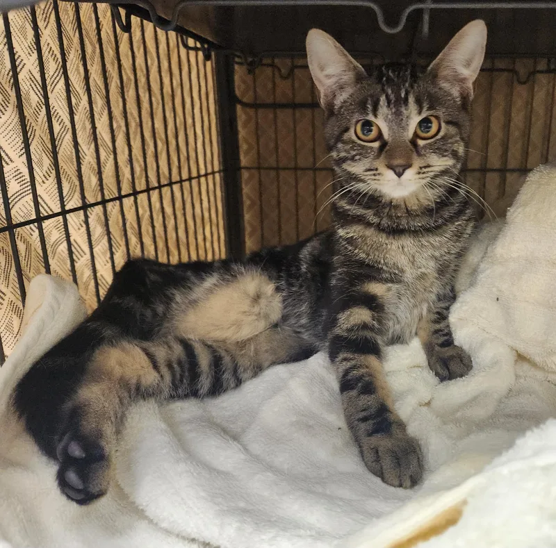 A baby medium-sized female Tabby (Brown / Chocolate) Domestic Short Hair cat named Sarabi for adoption in Clayton, NJ