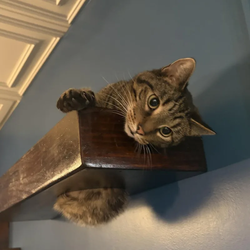 An adult large-sized male Domestic Short Hair cat named Buddy for adoption in Normal, IL