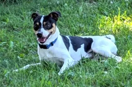 An adult small-sized male Rat Terrier dog named Odie for adoption in Baraboo, WI