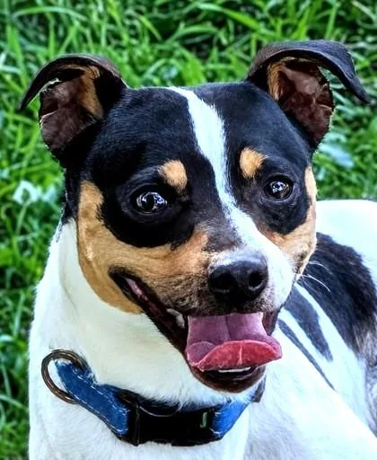 Odie thumbnail 3