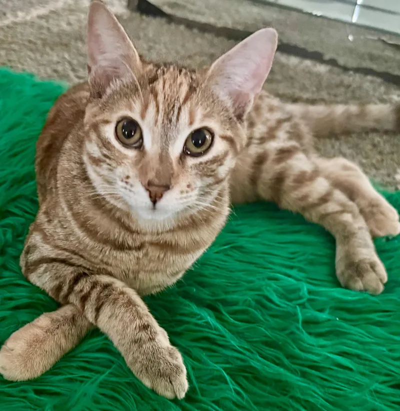 Daisey & Buttercup thumbnail 2