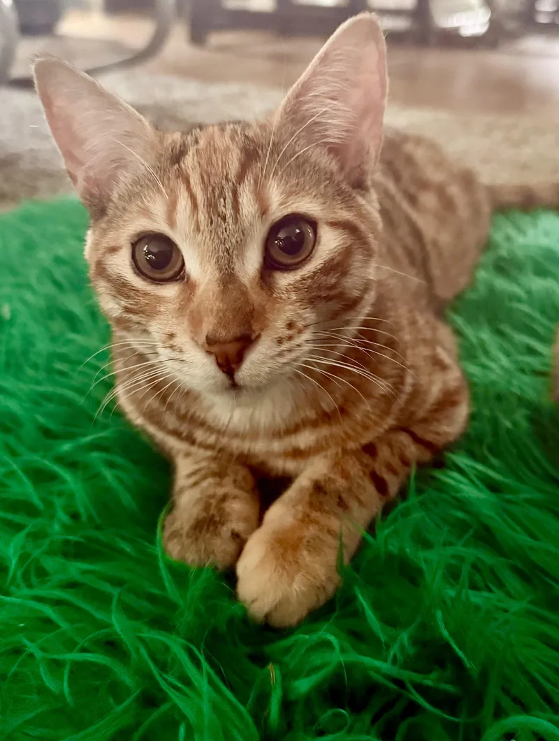 Daisey & Buttercup thumbnail 3