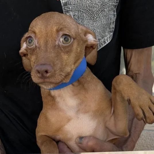 A young small-sized male Brown / Chocolate Chihuahua dog named Chucky for adoption in San Gabriel, CA