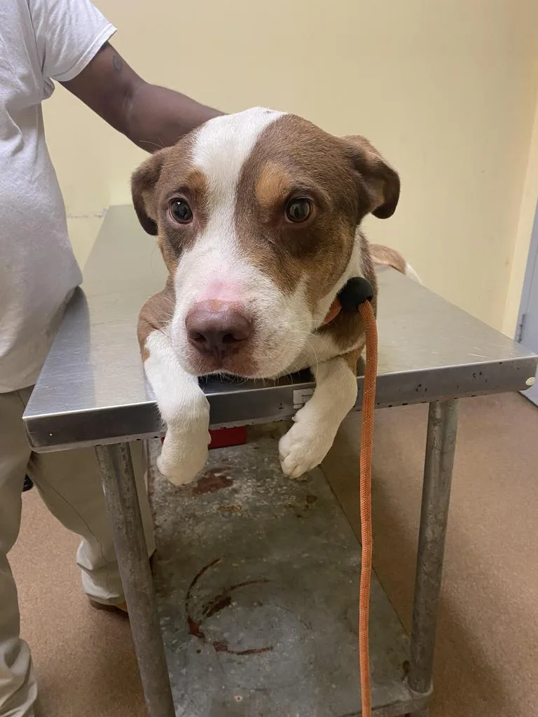 Corduroy thumbnail 4