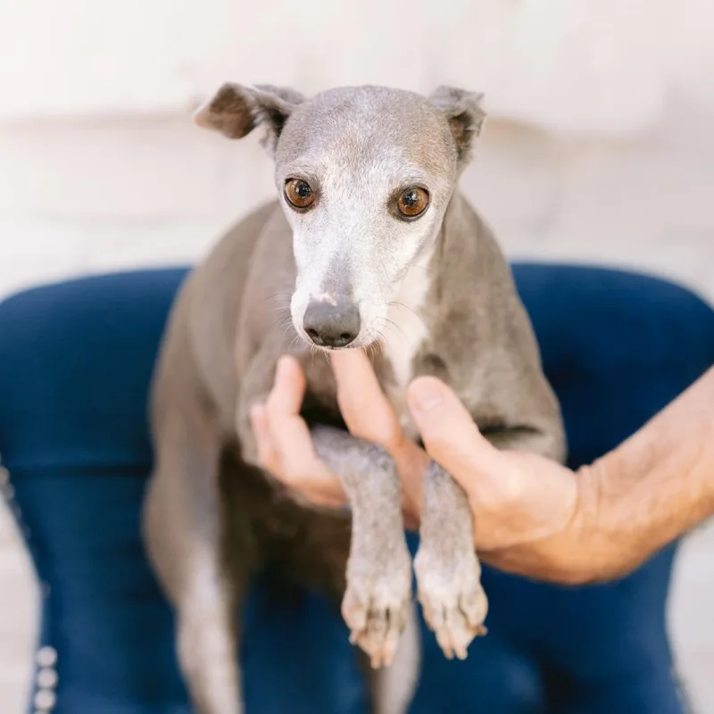 An adult small-sized female Italian Greyhound dog named Lassie for adoption in Zionsville, IN