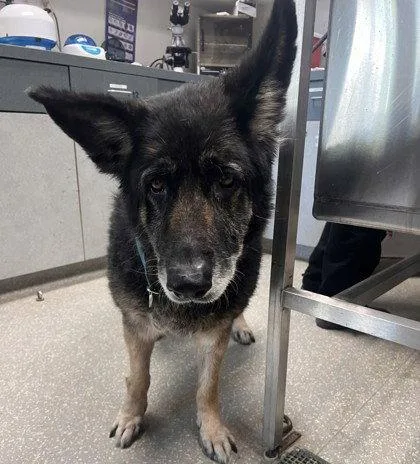 A senior large-sized female Shepherd dog named Mya for adoption in Oakland, CA