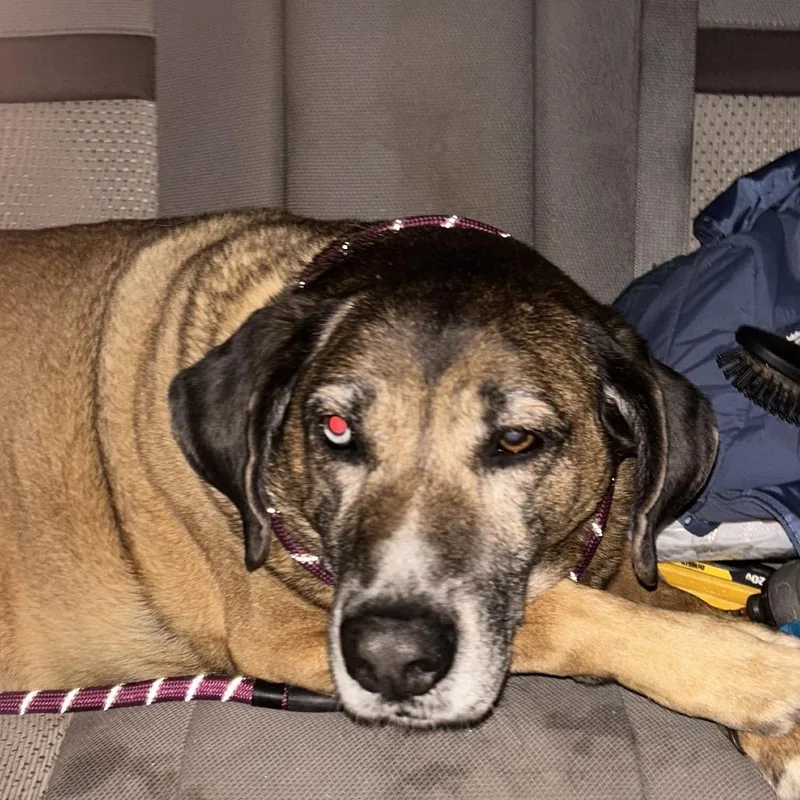 Gus