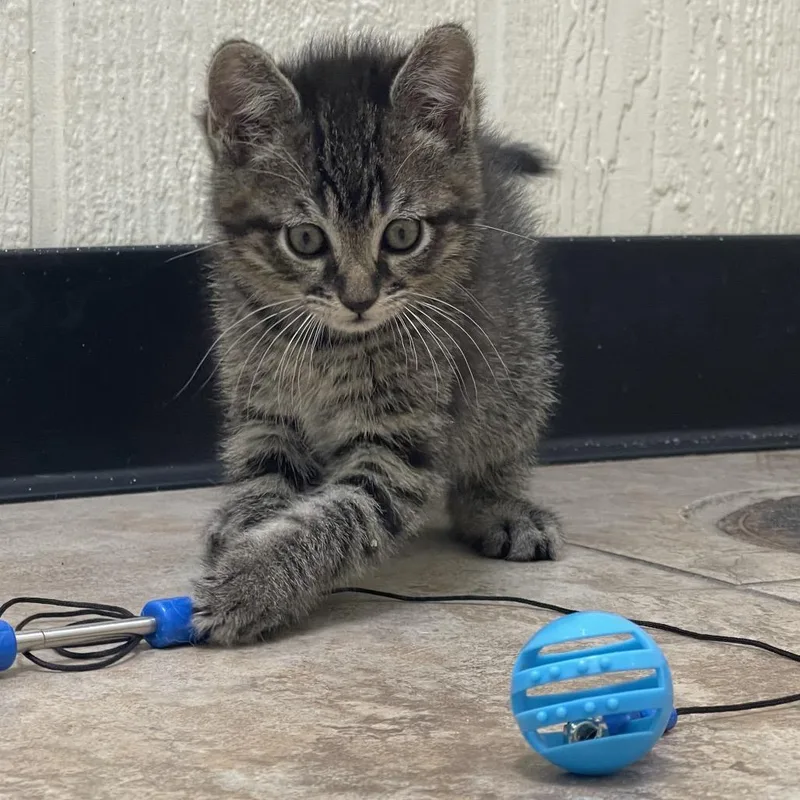 A baby small-sized male Brown / Chocolate Domestic Short Hair cat named River for adoption in Tulsa, OK