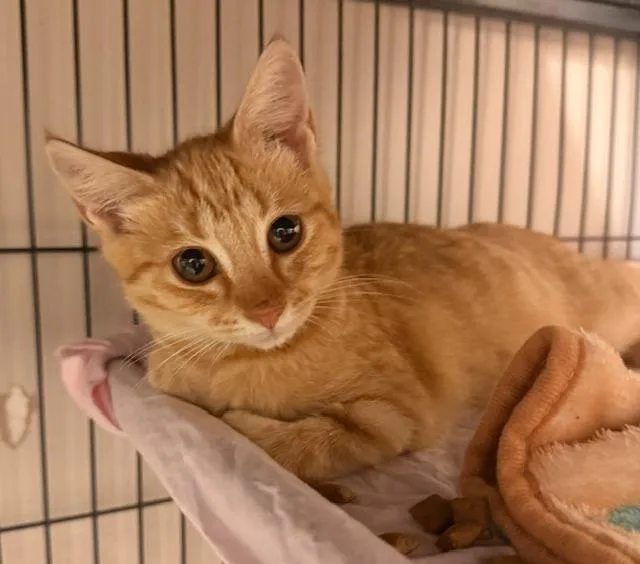 A baby small-sized female Domestic Short Hair cat named Maple for adoption in Blountville, TN