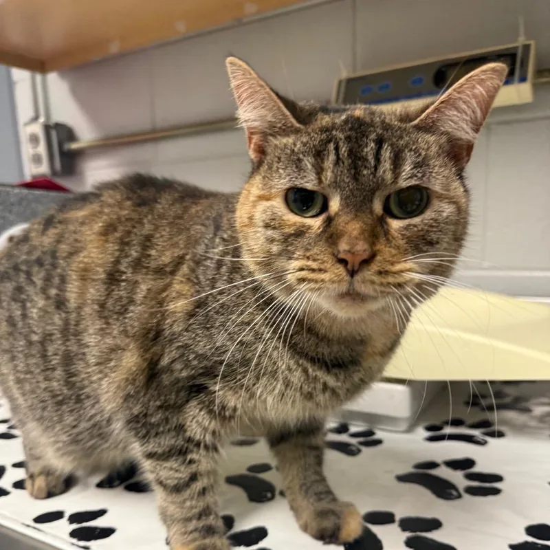 An adult medium-sized female Orange / Red Domestic Short Hair cat named Muffin for adoption in Greenville, SC