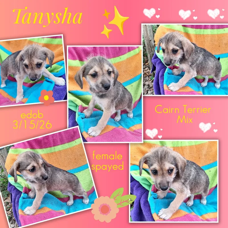 Tanysha Wat thumbnail 5