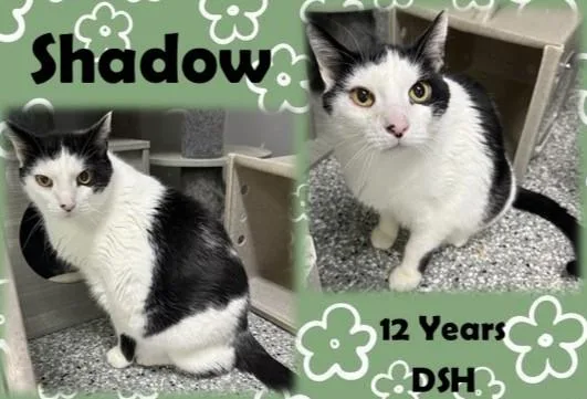 An adult medium-sized male Black Domestic Short Hair cat named Shadow for adoption in Franklin, IN