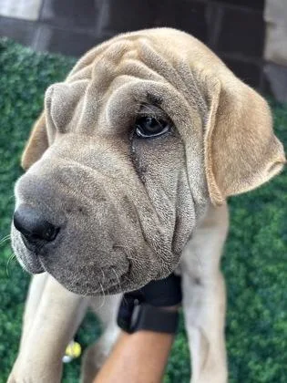 A baby medium-sized female Shar-Pei dog named 61779860 for adoption in El Paso, TX