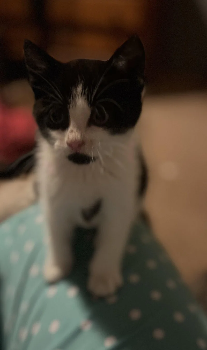A young medium-sized male Black & White / Tuxedo Domestic Short Hair cat named Petey for adoption in Zimmerman, MN