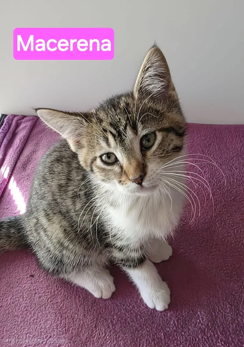 A baby medium-sized female Tabby (Buff / Tan / Fawn) Domestic Short Hair cat named Macarena for adoption in Saginaw, MI