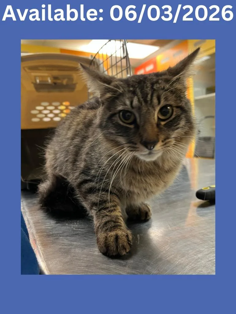 A young medium-sized male Domestic Medium Hair cat named Cat Display  Osito for adoption in Greenville, TX