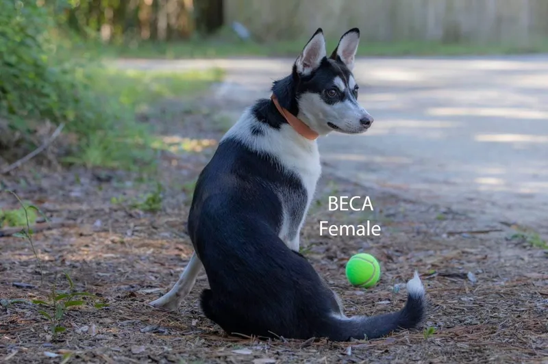 An adult medium-sized female Black Siberian Husky dog named Beca for adoption in Pawleys Island, SC