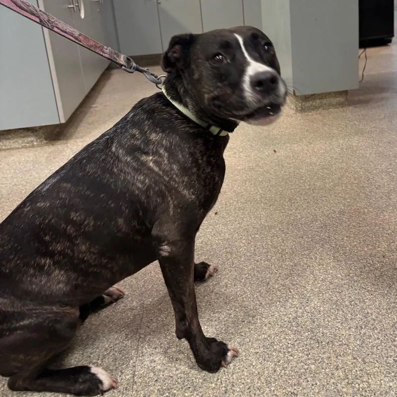 A senior medium-sized female Black Mixed Breed dog named Estelle for adoption in Jacksonville, FL