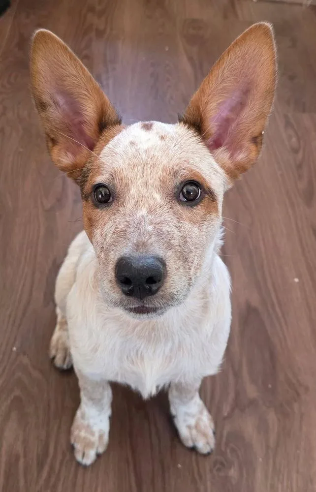 A baby medium-sized male Australian Cattle Dog / Blue Heeler dog named Rusty for adoption in Colorado Springs, CO