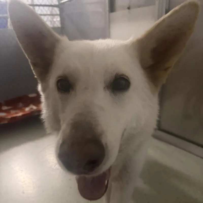 A senior small-sized female White / Cream White German Shepherd dog named Yeti for adoption in Marion, VA