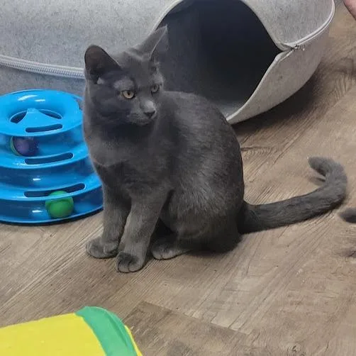A baby small-sized female Gray / Blue / Silver Domestic Short Hair cat named Brook for adoption in Grand Island, NE