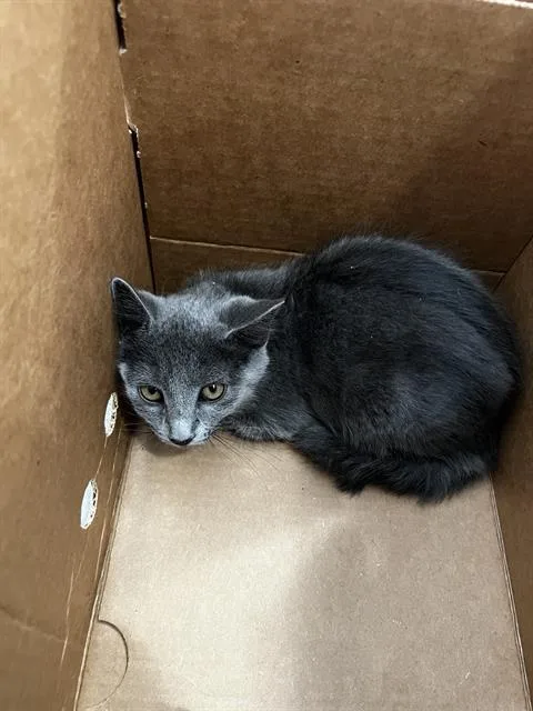 A baby medium-sized female Domestic Medium Hair cat named Mia for adoption in Dallas, TX