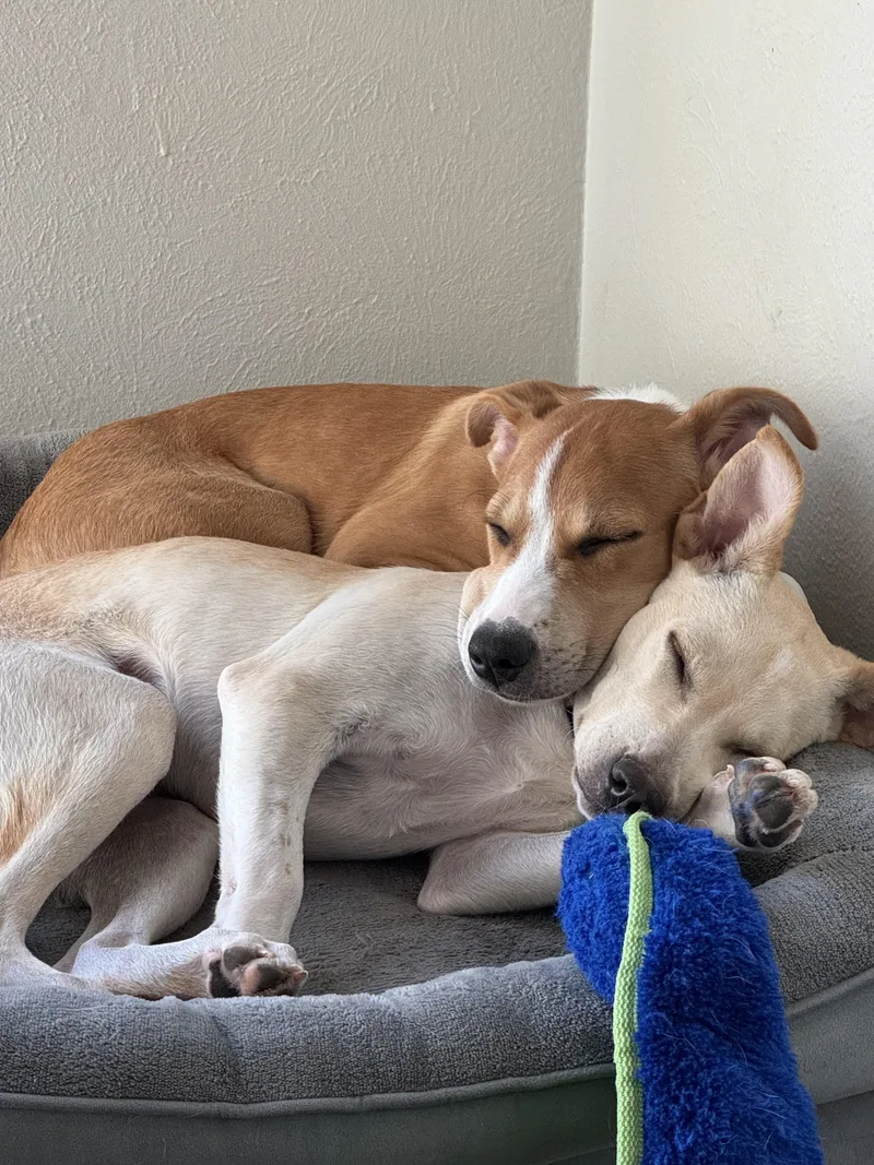 A baby medium-sized male Red / Chestnut / Orange Labrador Retriever dog named Sammy for adoption in Littleton, CO