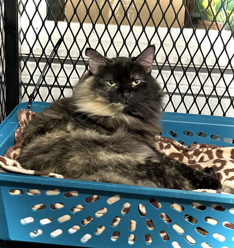 An adult medium-sized female Domestic Long Hair cat named Brownie for adoption in Estherville, IA