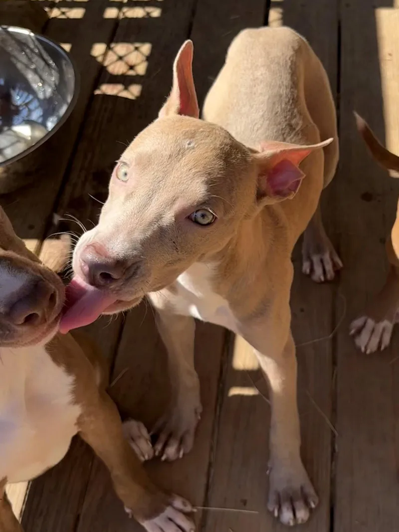 A young large-sized female Pit Bull Terrier dog named Apple Dumpling for adoption in Wetumpka, AL