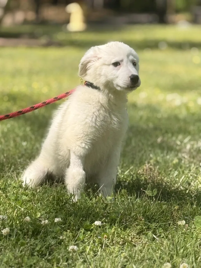 A young small-sized female Great Pyrenees dog named Natasha for adoption in Locust Fork, AL
