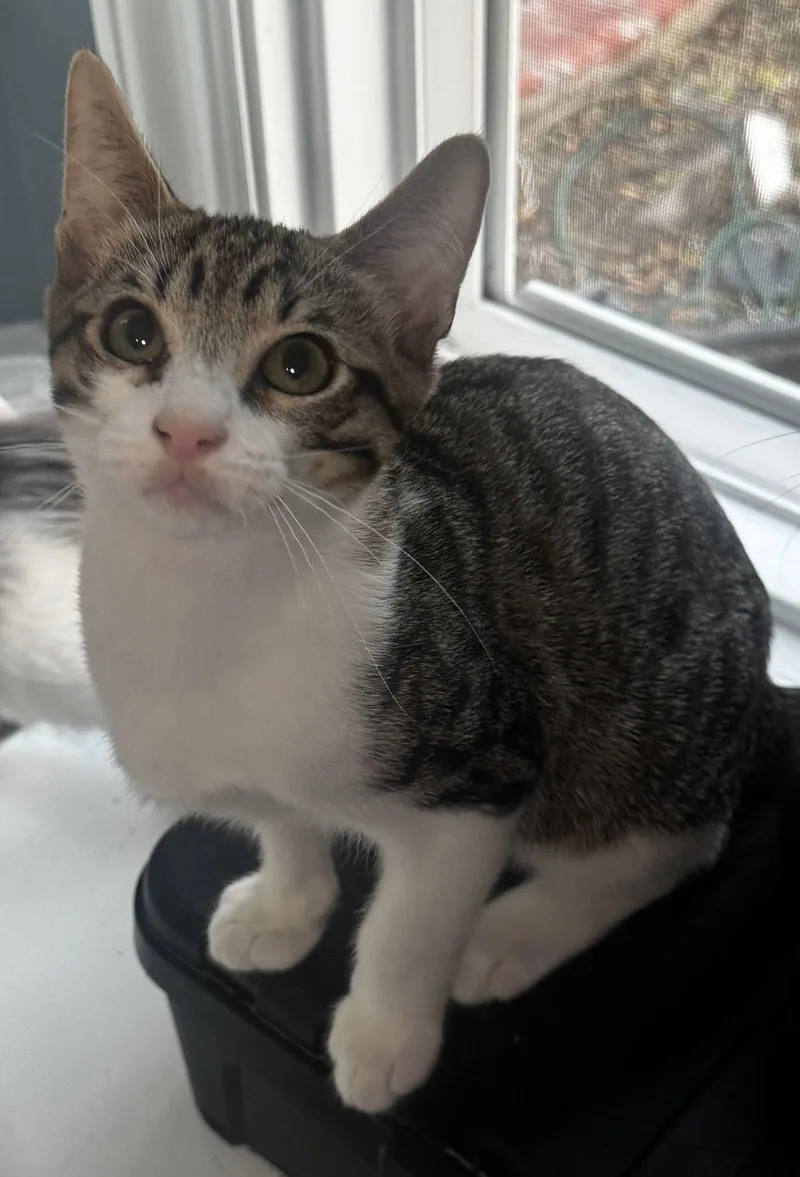 A baby medium-sized male Domestic Short Hair cat named Jericho for adoption in Seal Beach, CA