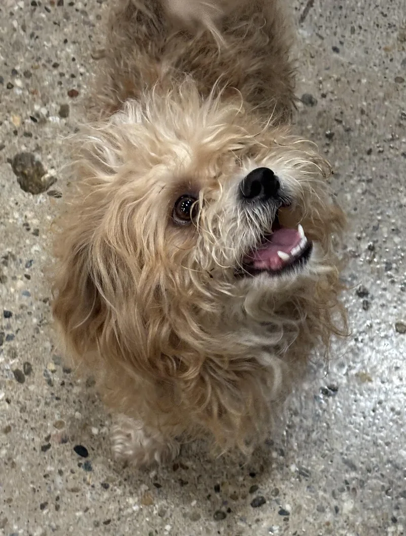 An adult small-sized male Apricot / Beige Shih Tzu dog named Indiana Bones for adoption in Thousand Oaks, CA