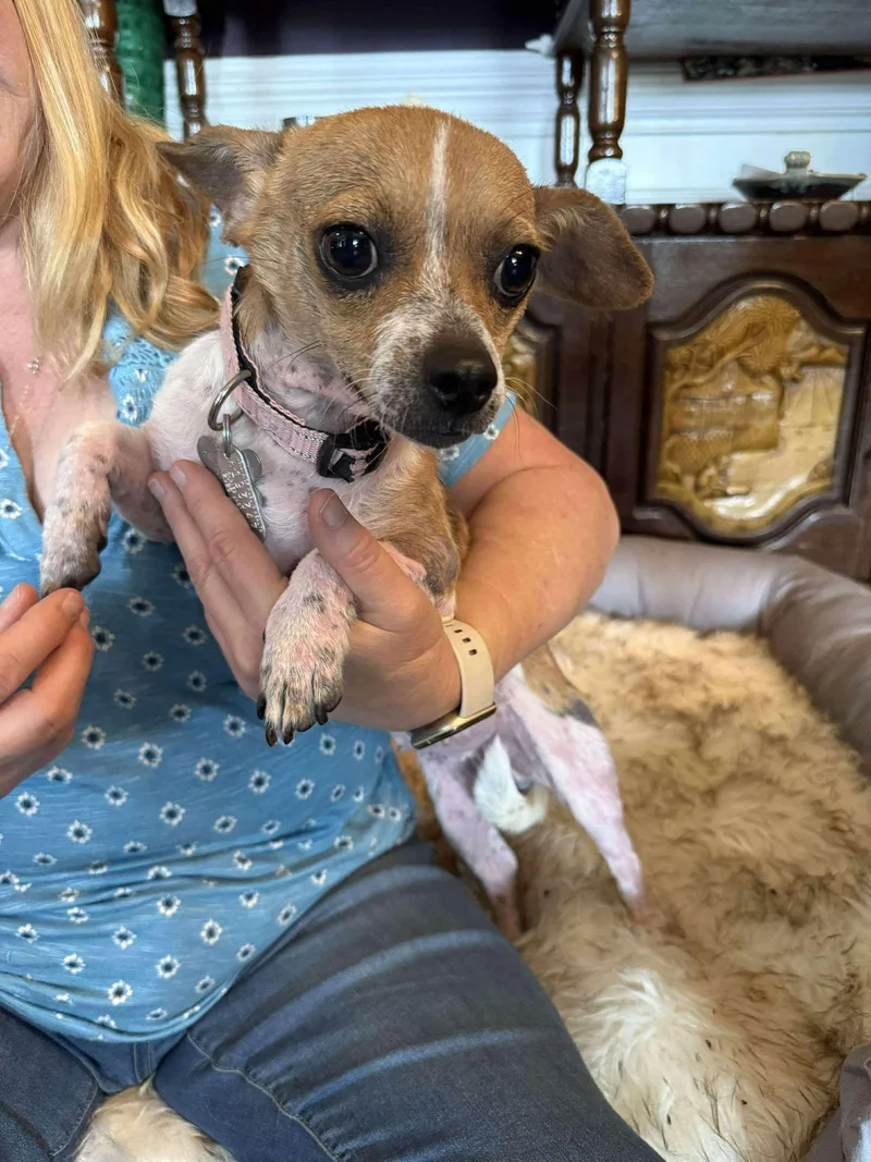 Lily The Chi thumbnail 2