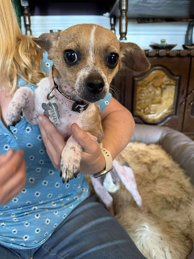 Lily The Chi thumbnail 3