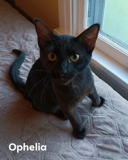 A young small-sized female Domestic Short Hair cat named Ophelia Collins for adoption in Beatrice, NE